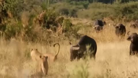 Aghats! The Brutal Moment When The Firence Lion Culdn't Avoid The Gaint Lizert Bites |Wildlife 2023
