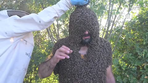 "Bee Man's" dream for the Guinness Book of World Records almost fulfilled