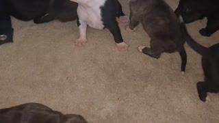 Puppies are 2 weeks