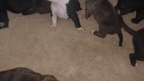 Puppies are 2 weeks