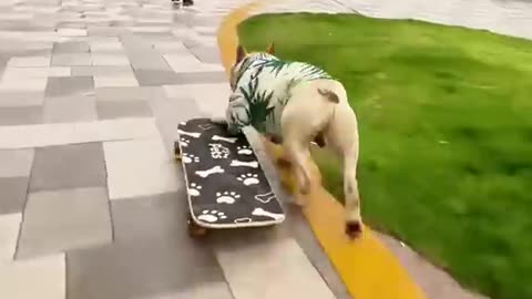 Talented dog riding a skateboard🤣🤣🖕