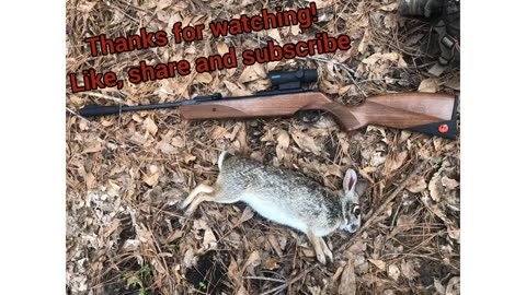 Texas Rabbit Hunt:Episode 1 The Friendly Cow! Break Barrel .22 Air Rifle/Airgun Hunting Adventure