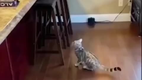 Daily cat video - 17