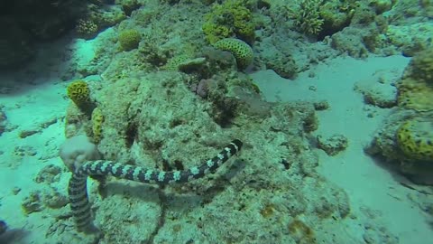 Danger Close to Poisonous Sea Snake