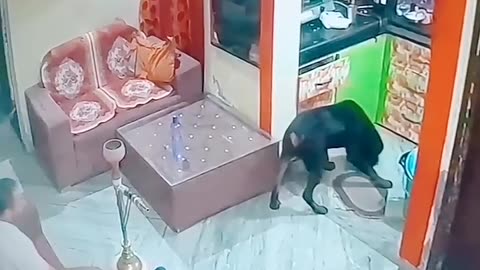 rottweiler suddenly attack #rottweiler #viral #trending #dog