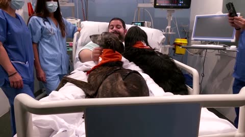 Hospital trials therapy dogs to boost patient morale