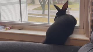 Rabbit Falls Off Window Ledge