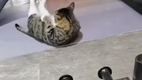 cat doing gym