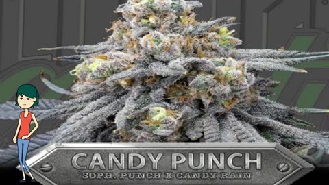 Candy Punch - Bullet Proof Genetics