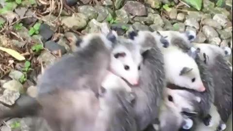 Baby Opossums Go For A Ride