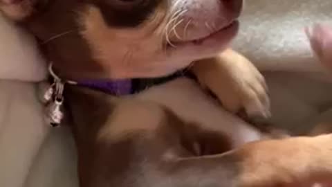 Chihuahua Acting Tough