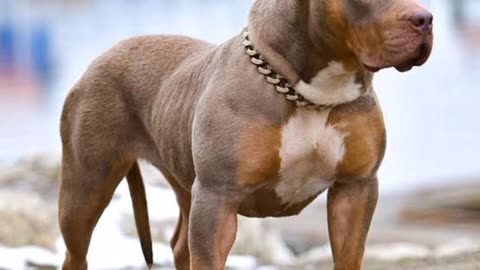 Best pitbull dog transformation ever 😱😱😱🔥🔥🔥🙀🙀