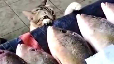 A cat and his friend went to the fish stall