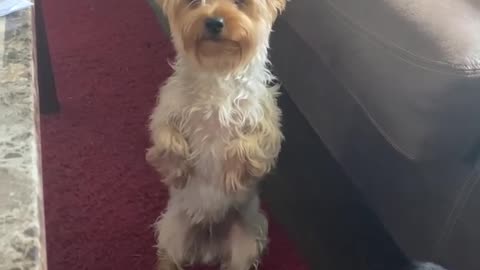 Yorkie Stands on Two Legs to Get Food