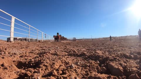 Gathering Feral Horses On the Navajo Nation!