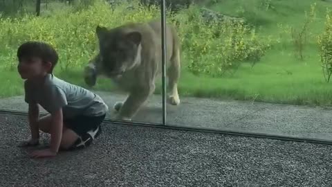 Lion attacked to kid
