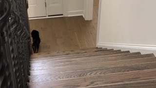 Dachshund Puppy Falls Down the Stairs, but is OK