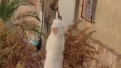 Funny moments of Pet animals