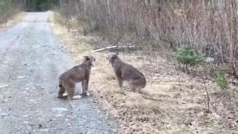 The extraordinary sound of two lynxes having a 'discussion'