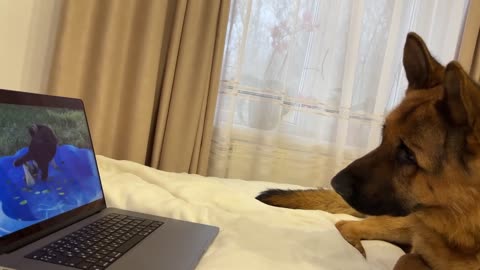 Funny German Shepherd Watching Himself on Youtube