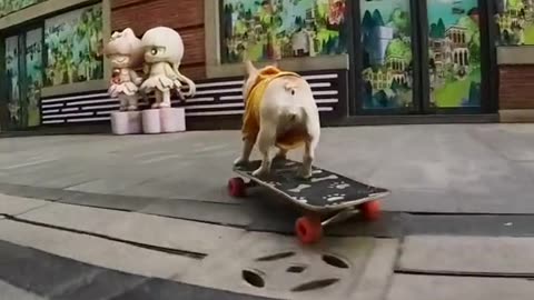 French Bulldog went shopping on a skateboard and was chased by everyone to shoot a video