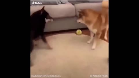 Funny Cats And Dogs Videos 😁