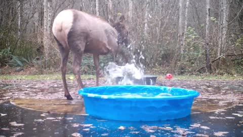 Elk Gotta Splash