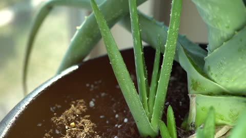 Aloe vera is a succulent plant species of the genus Aloe