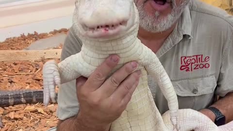 Albino American alligator love their food