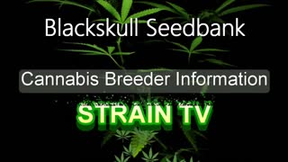 Blackskull Seedbank - Cannabis Strain Series - STRAIN TV