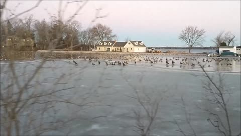 The Migration Continues, Lake Lac Labelle In Southeast Wisconsin