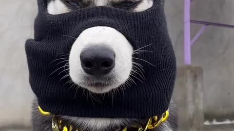 Gangster Dog Goals: Meet the Husky Who's Stealing Hearts with His Mask and Chain