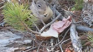 Chipmunk Eats Sandwich