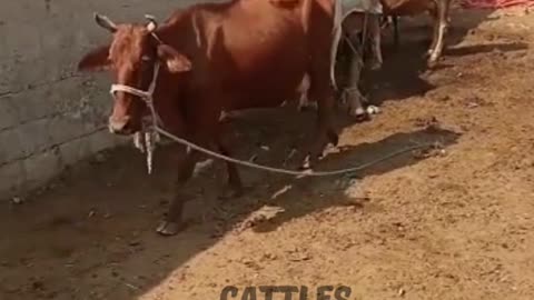 Dairy Cow | ڈیری گائے | Cattles Farming