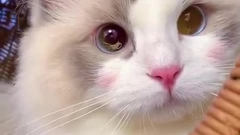Aww Cute Cats Videos #catmeow Funny Animals Compilation😹 Try Not To Laugh Challenge MV59 #shorts