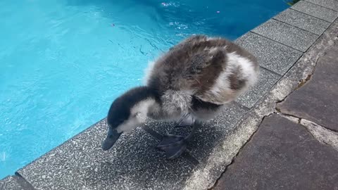 Paradise Duckling Pool Play Time!