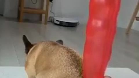 The dog inflates the ball with his asshole
