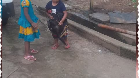 1 year old boy carrying aseel rooster