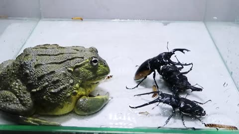 Bull Frog and 3 Black Titan Bug and Larval