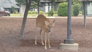 deer eat apples