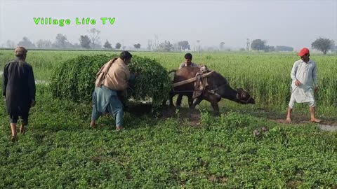 This is the village life of Pakistan | Rural life in Pakistan | Most beautiful Village of Pakistan