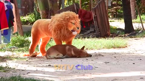 Best Prank Collection Top 15 Fake Lion Prank Real Dog Super Funny Try Not To Laugh Challenge