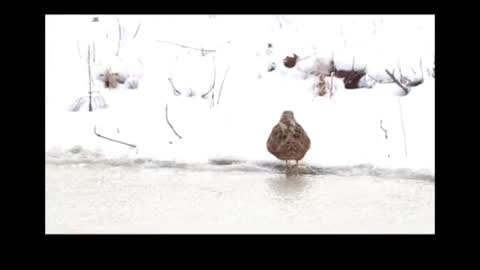 Woodcock is dancing