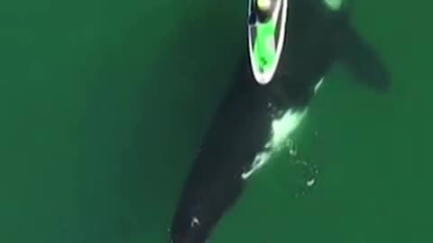 This Kayaker Had a Close Encounter of the Whale Kind #Shorts