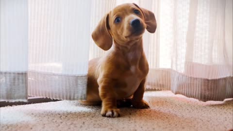 A Pet Dog Wandering On A Camera