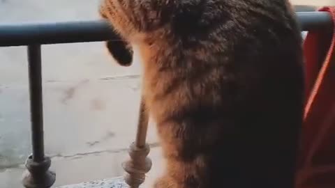 Funny cat