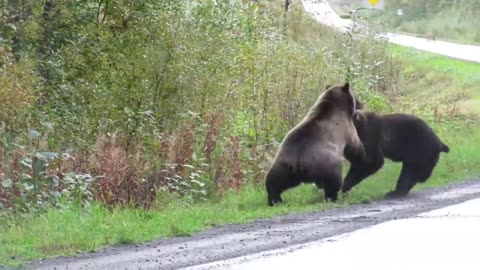 Epic grizzly bear fight!