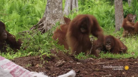 Orangutans Need to Learn to Fear Snakes