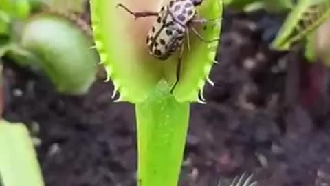 Carnivorus Plant Almost Smashes The Huge Prey