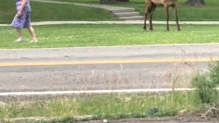 People In Yellowstone Approach The Wildlife